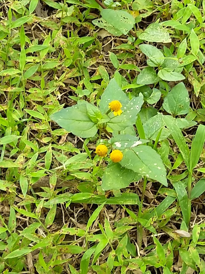 Acmella paniculata photo 3