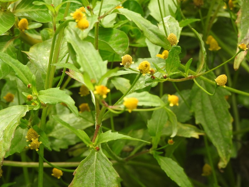 Acmella paniculata photo 4