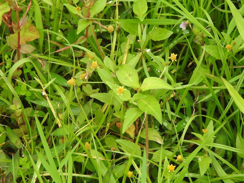 Acmella paniculata photo 5