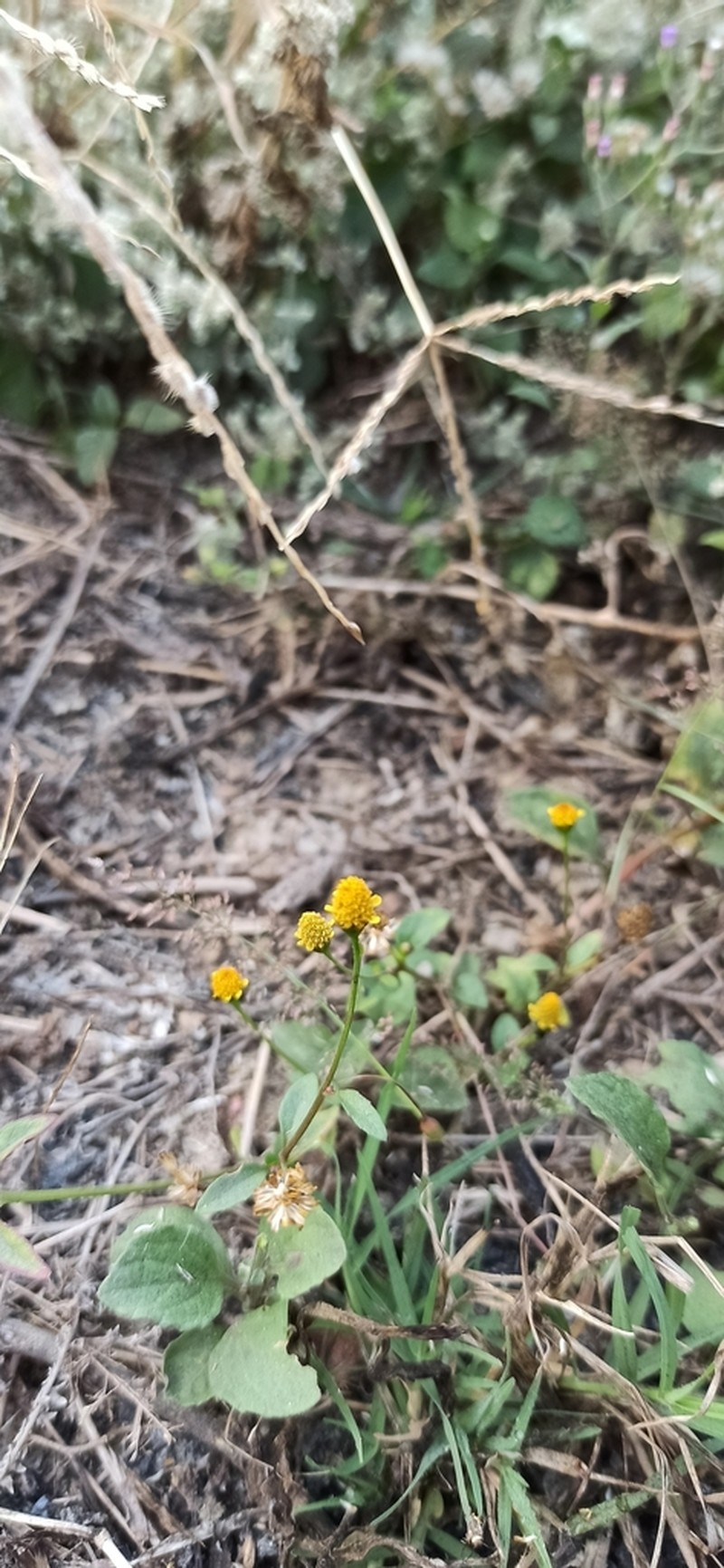 Acmella paniculata photo 6