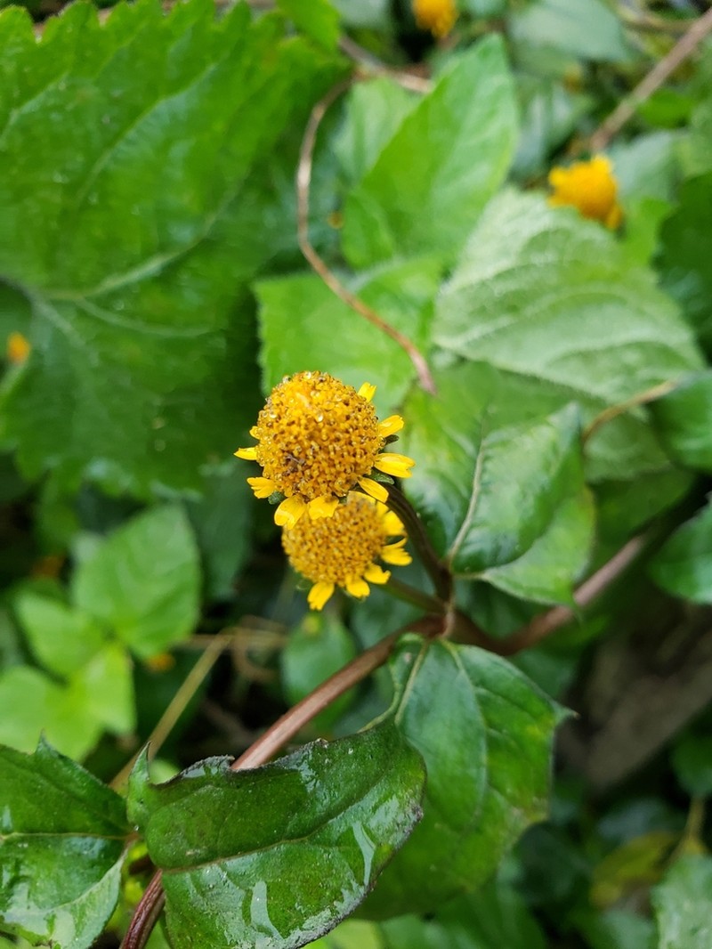 Acmella paniculata photo 7