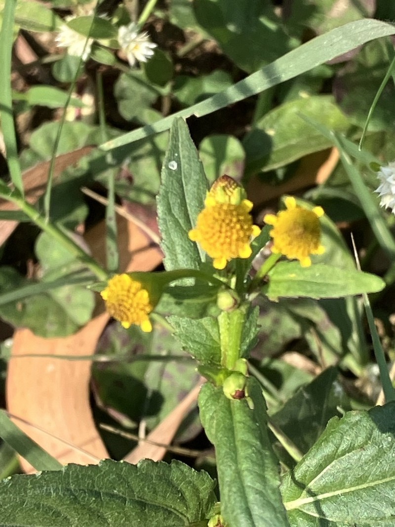 Acmella paniculata photo 8
