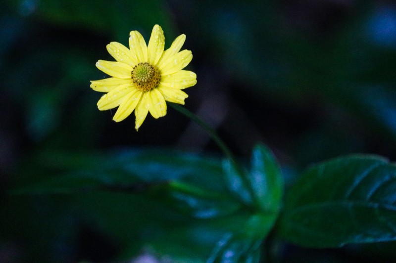 Acmella papposa