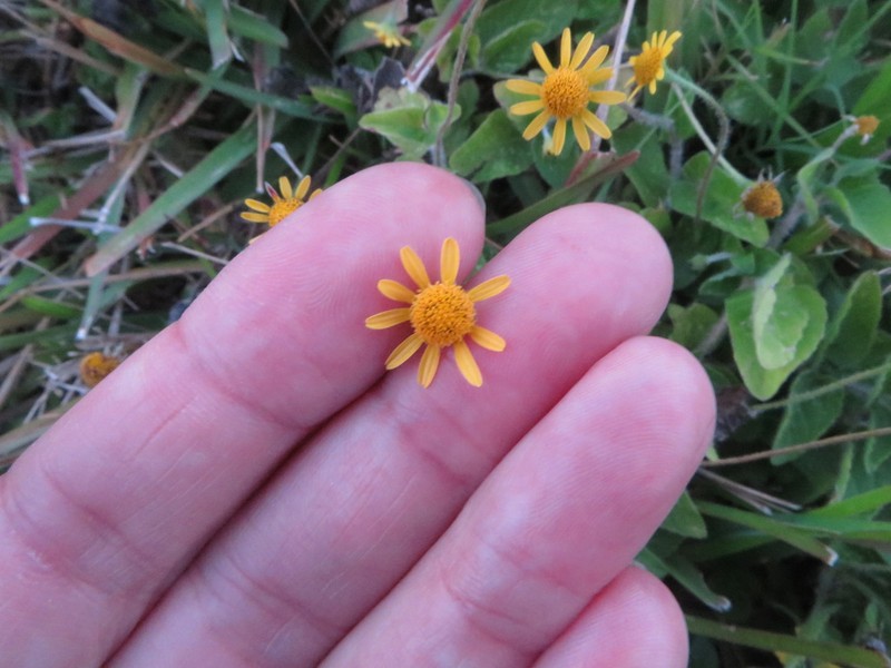 Hairy Spotflower photo 2