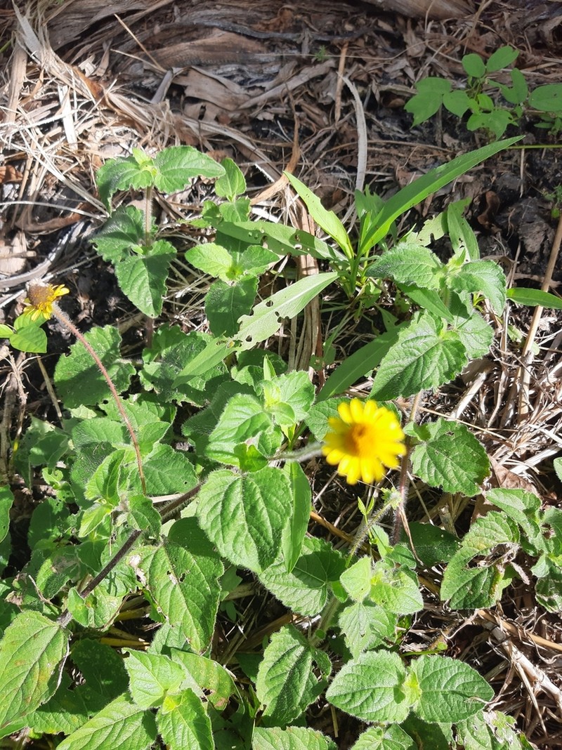 Hairy Spotflower photo 3