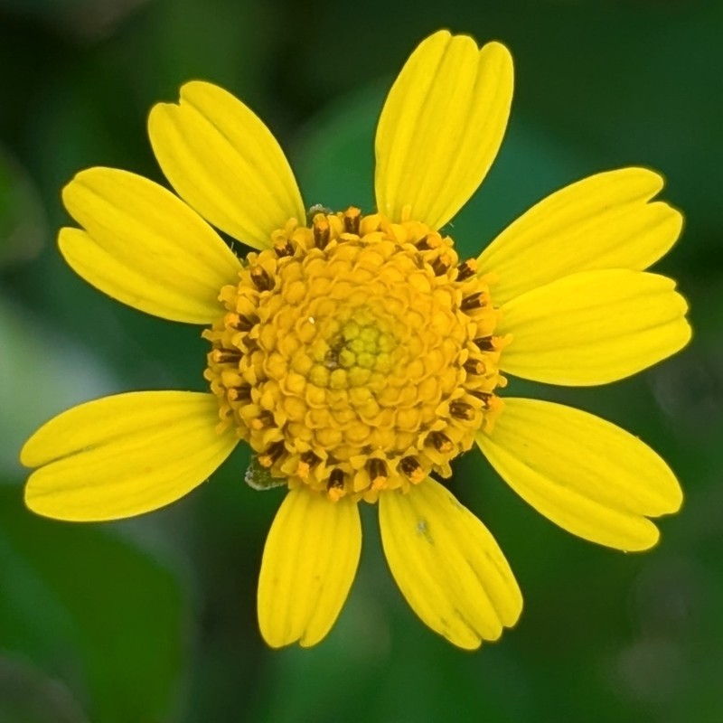 Hairy Spotflower photo 4