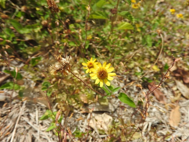 Hairy Spotflower photo 5