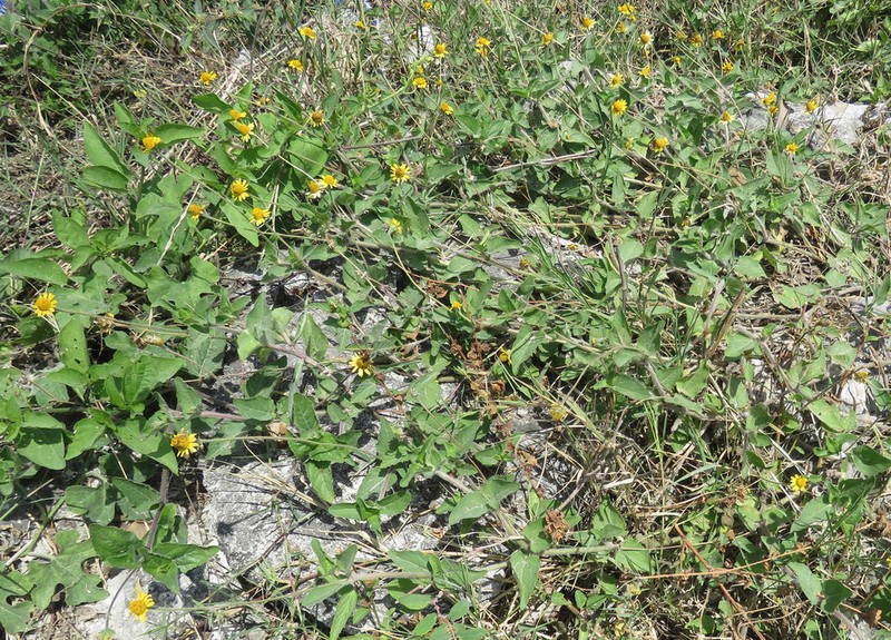 Hairy Spotflower photo 6