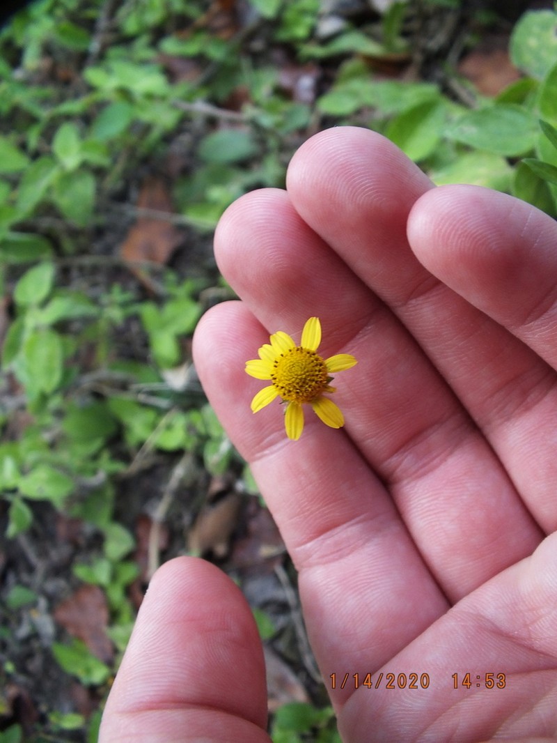 Hairy Spotflower photo 8
