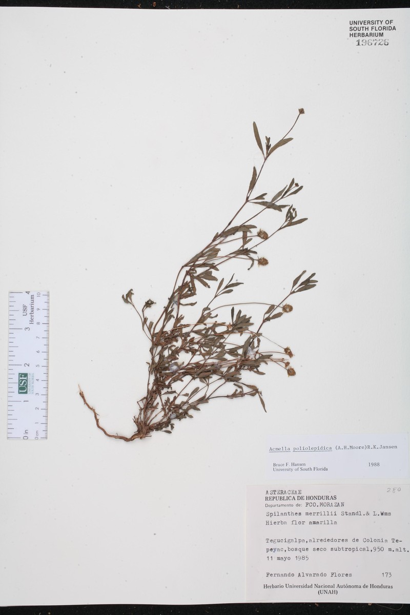 Acmella poliolepidica