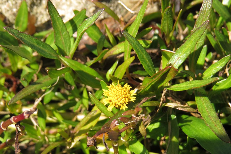 Dwarf Spotflower photo 2