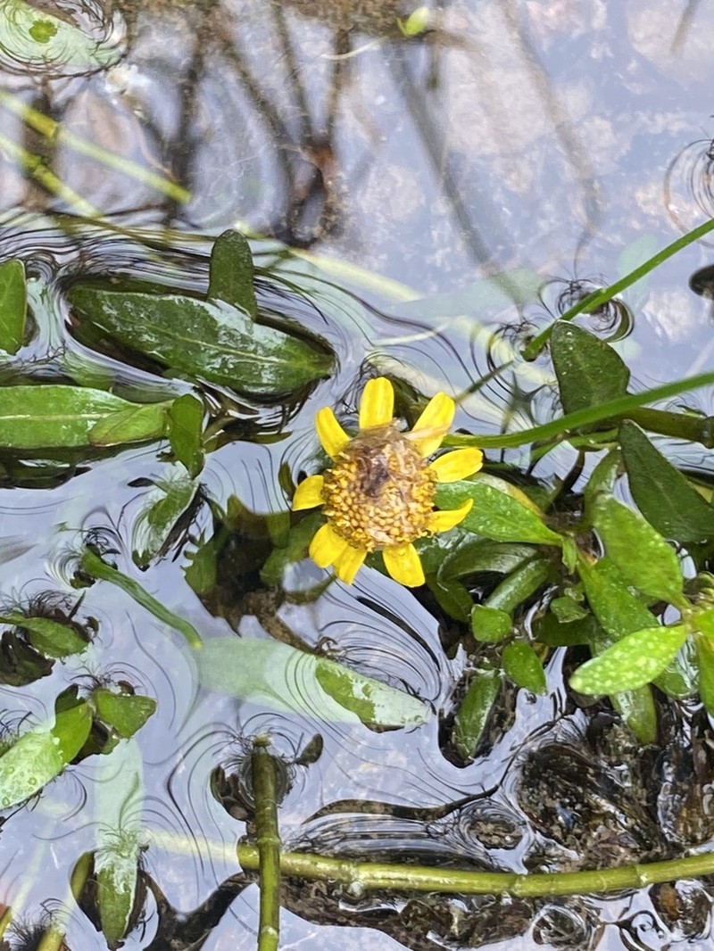Dwarf Spotflower photo 3