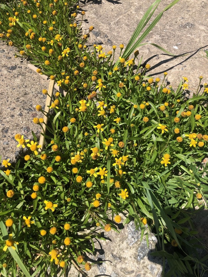 Dwarf Spotflower photo 4