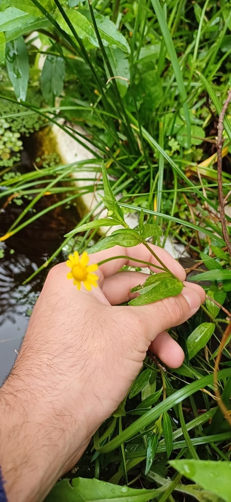 Dwarf Spotflower photo 5