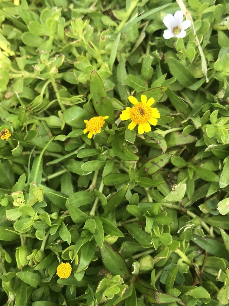 Dwarf Spotflower photo 6