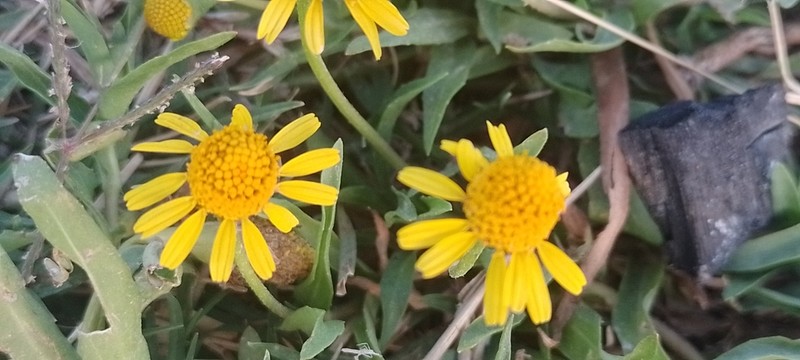Dwarf Spotflower photo 7
