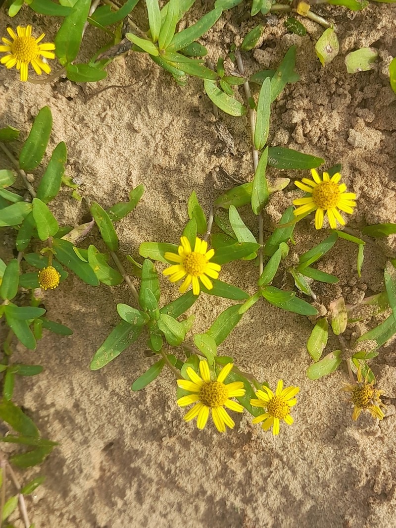 Dwarf Spotflower photo 8