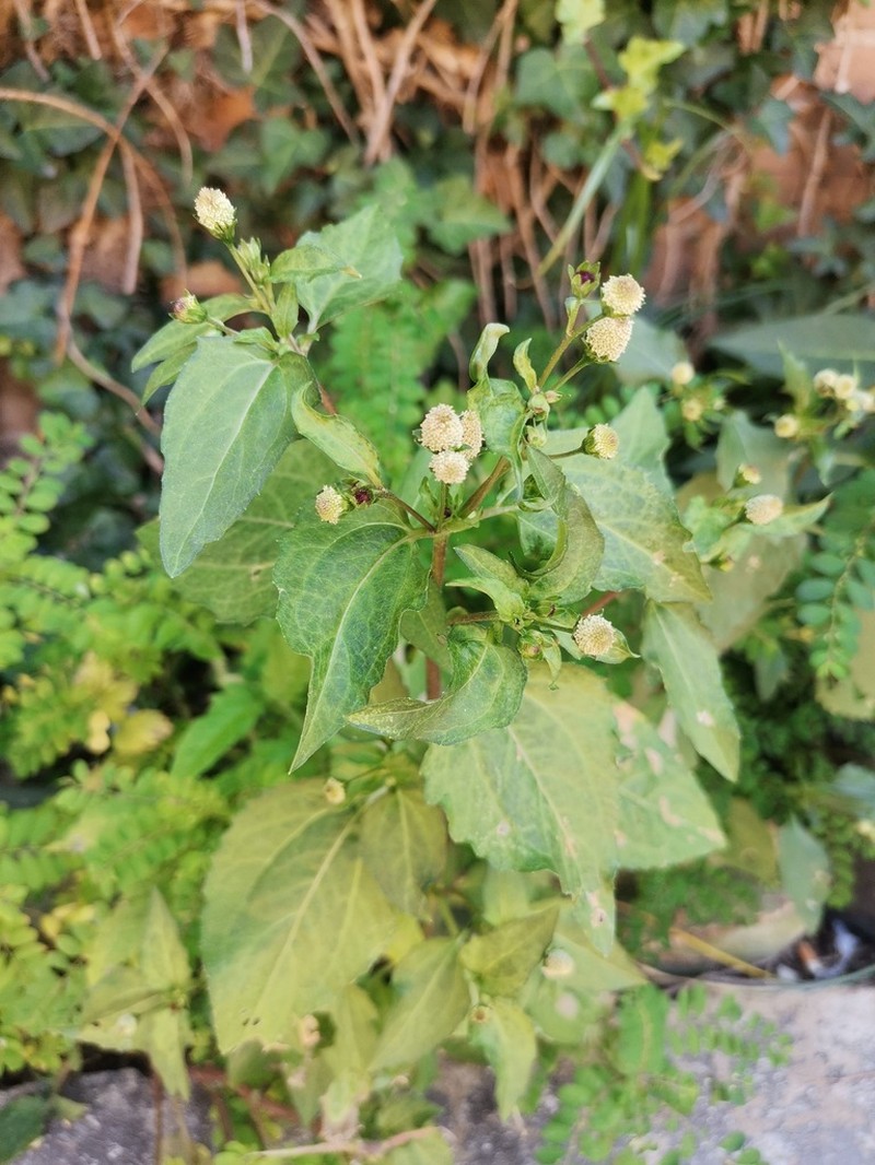 Acmella radicans