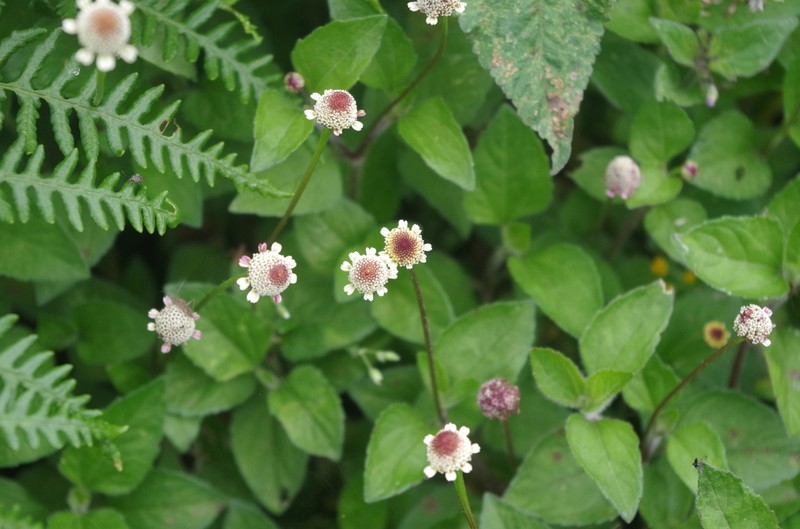 Acmella radicans photo 2