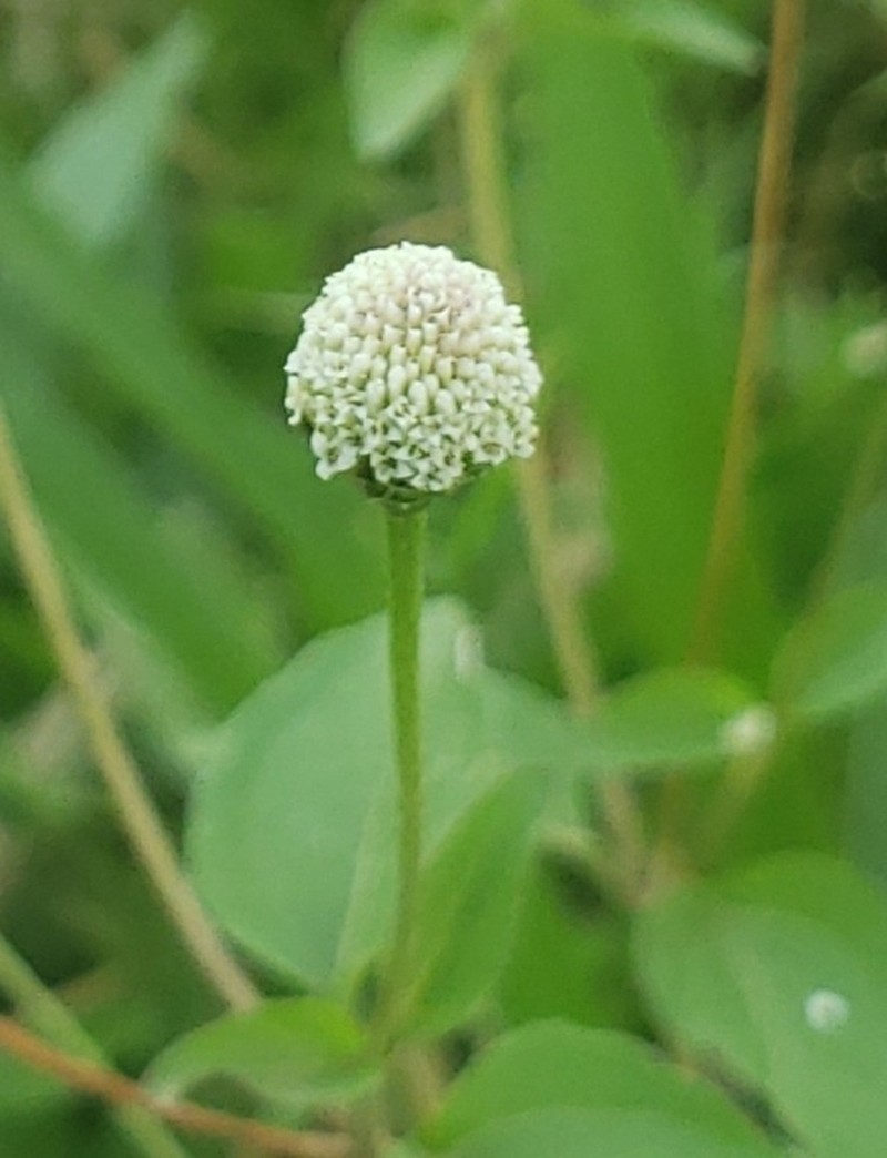 Acmella radicans photo 3