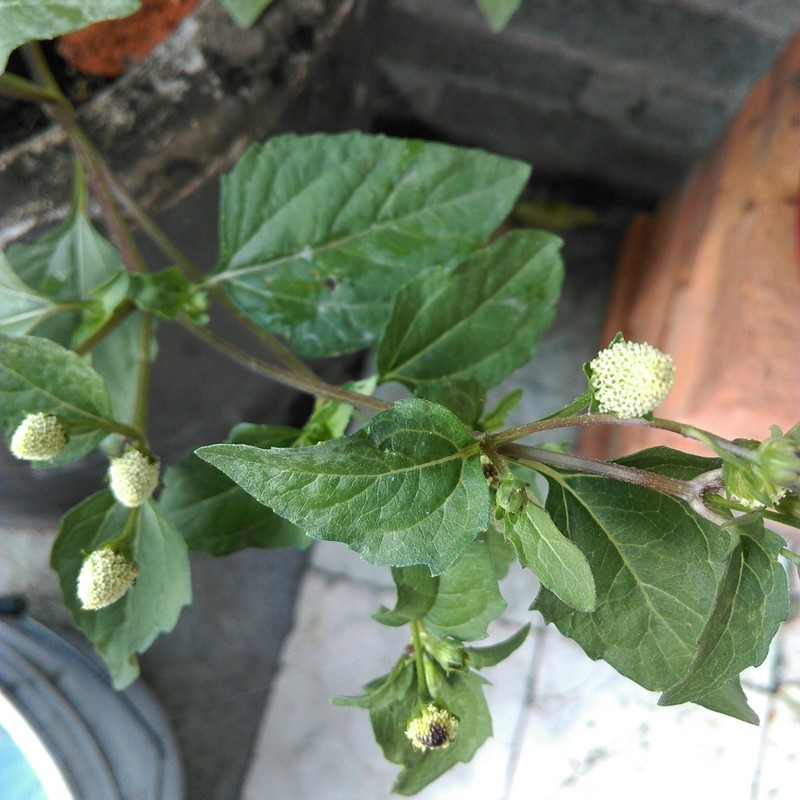 Acmella radicans photo 4