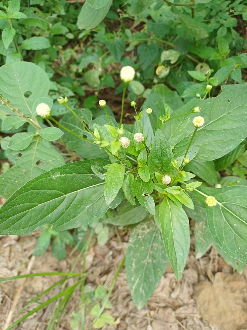 Acmella radicans photo 5