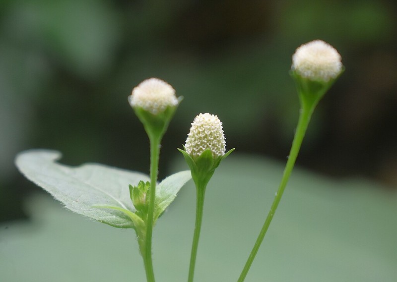 Acmella radicans photo 6