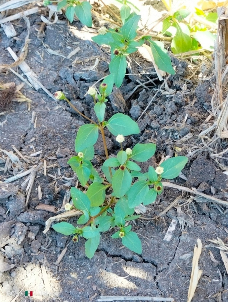 Acmella radicans photo 7