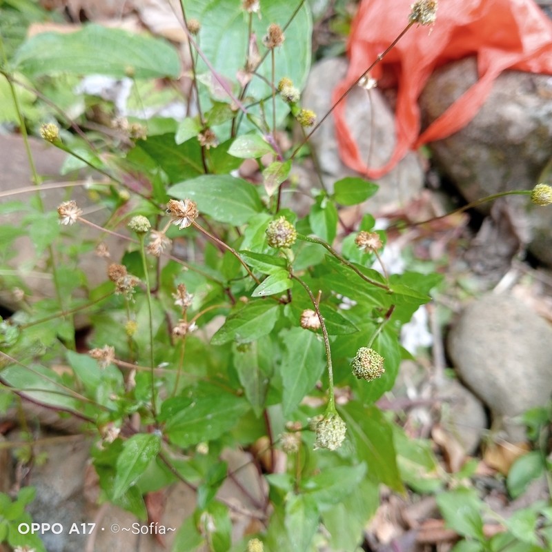 Acmella radicans photo 8