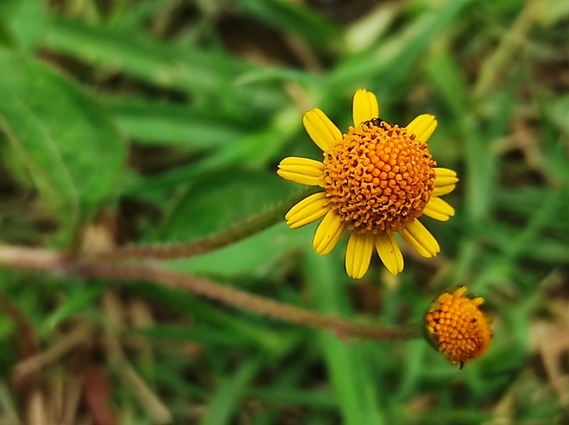 Acmella repens photo 2