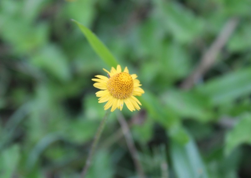 Acmella repens photo 3