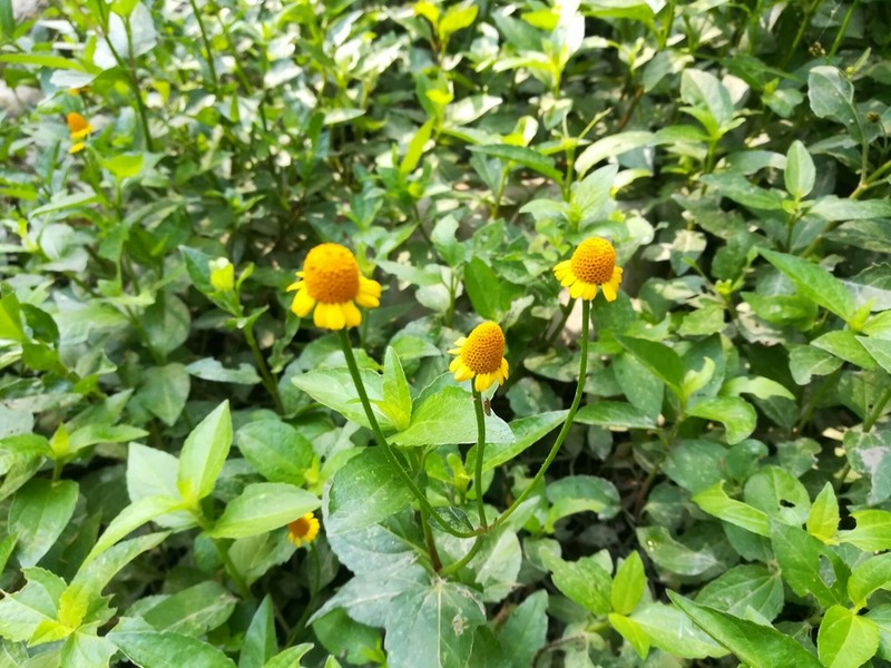 Acmella repens photo 4
