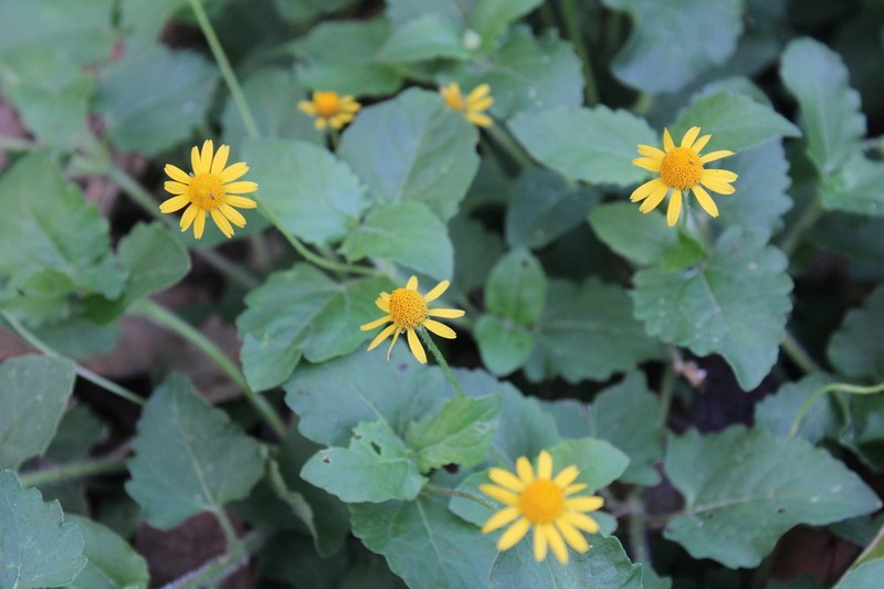 Acmella repens photo 5