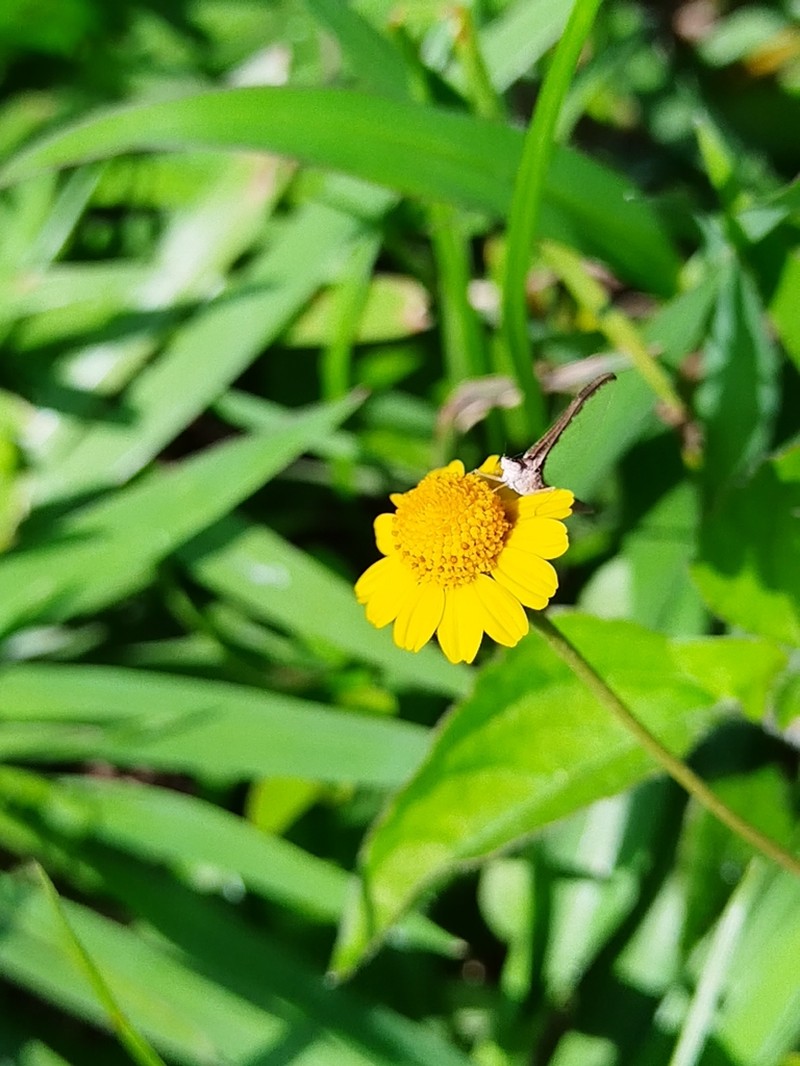 Acmella repens photo 6