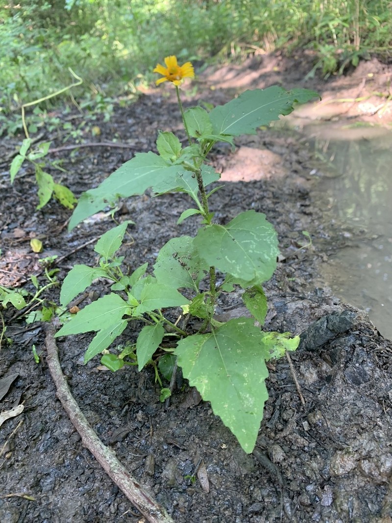 Acmella repens photo 7