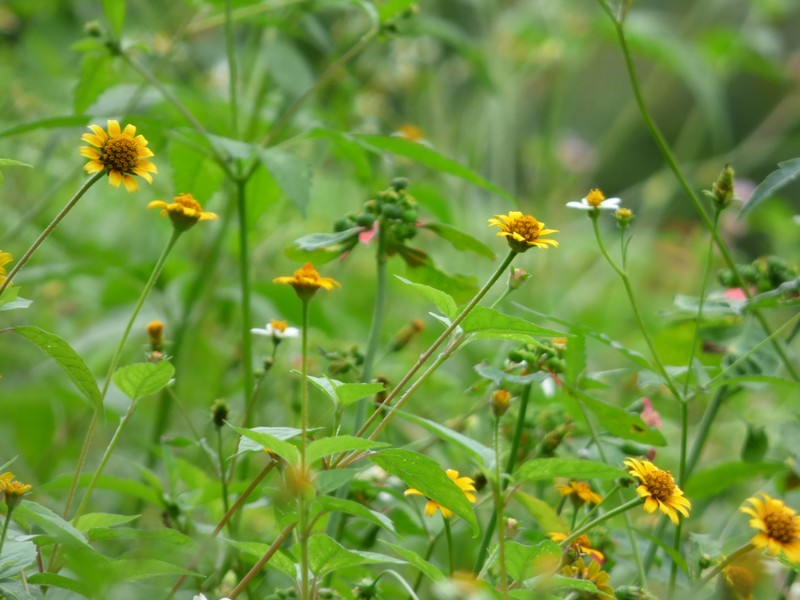 Acmella repens