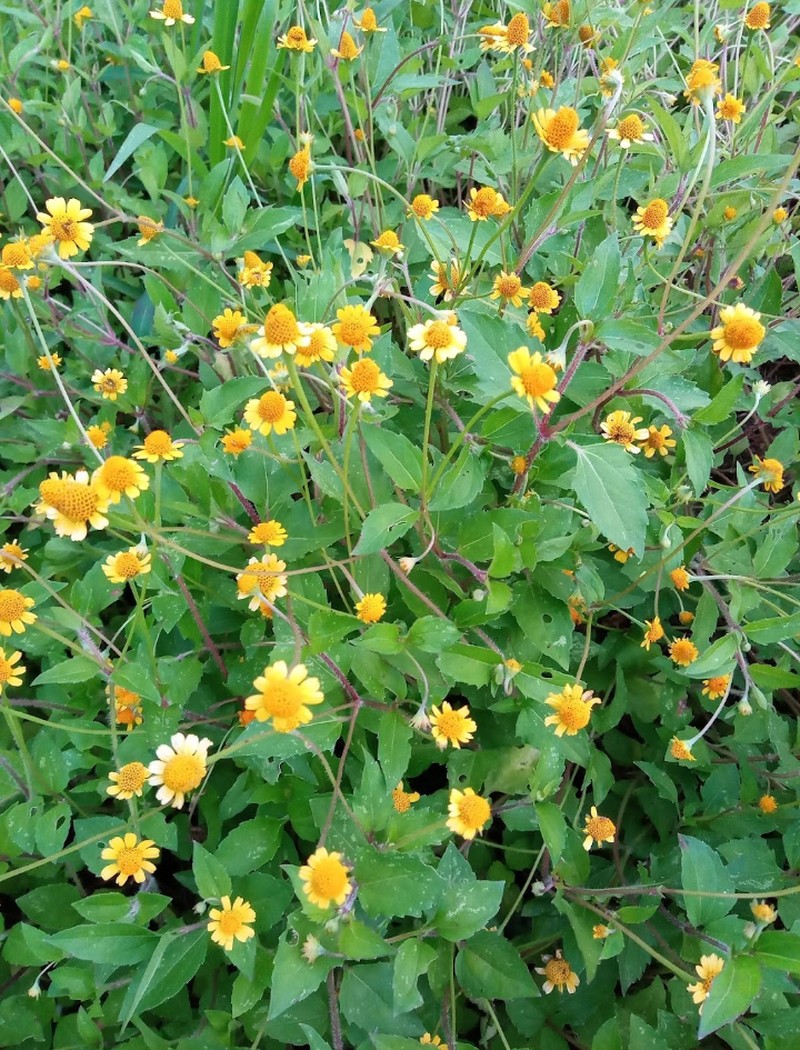 Acmella repens photo 8