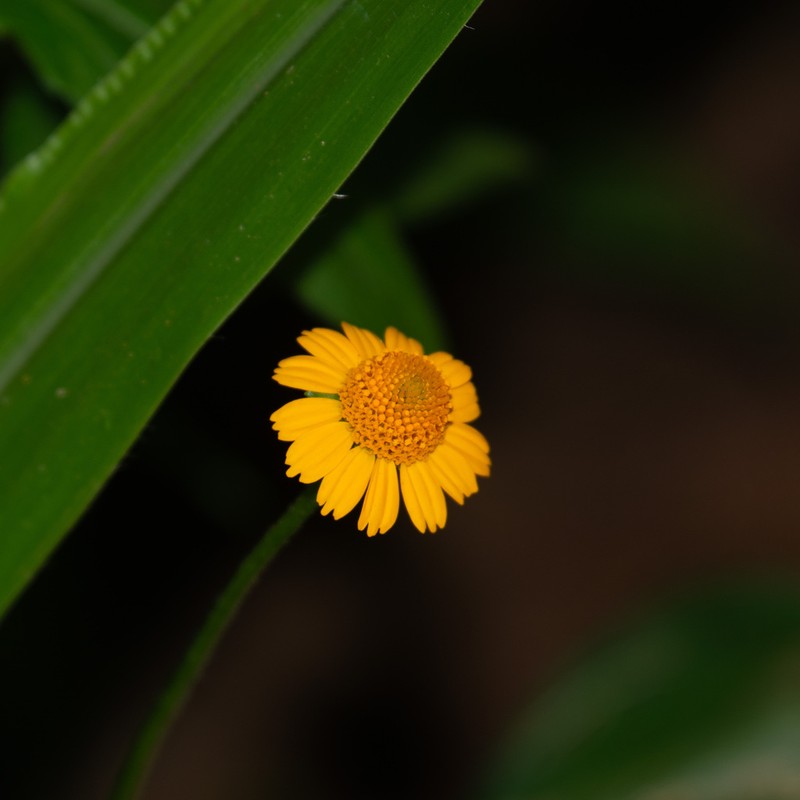 Acmella serratifolia photo 3