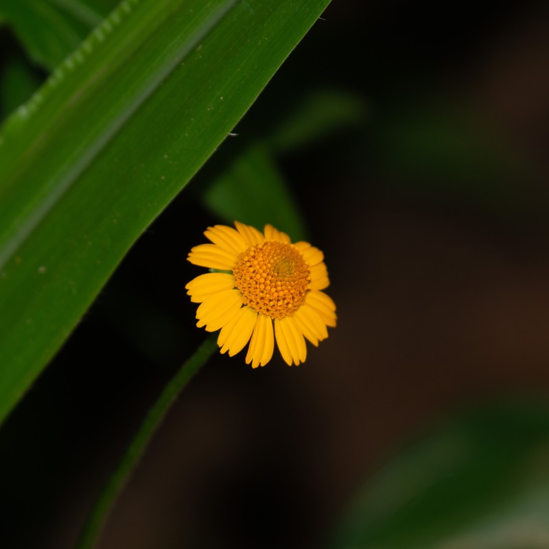 Acmella serratifolia photo 4