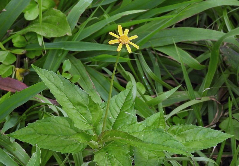 Acmella serratifolia photo 5