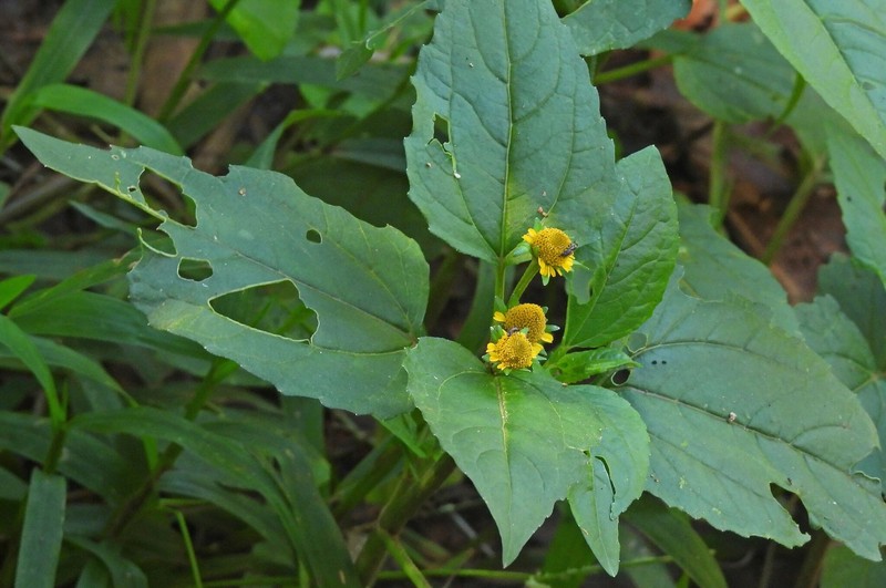 Acmella serratifolia photo 6