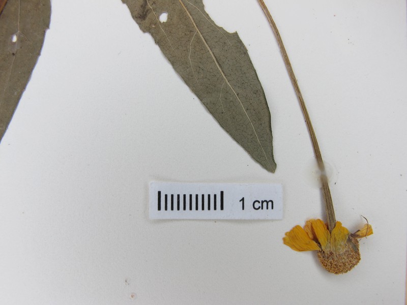 Acmella serratifolia photo 7