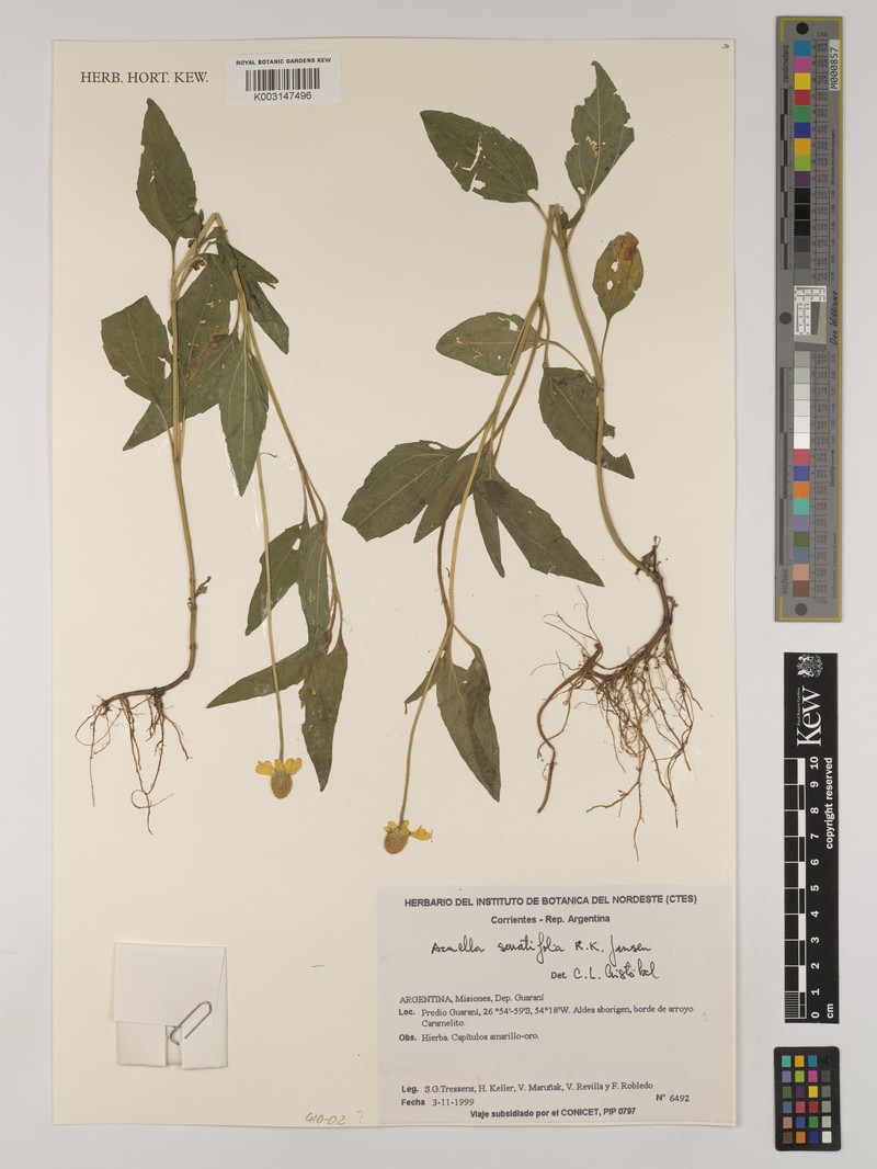 Acmella serratifolia photo 8