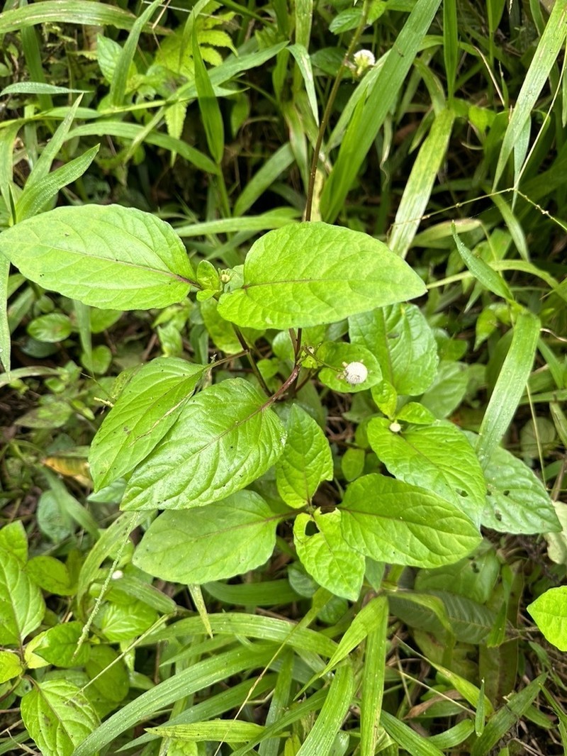 Acmella sodiroi photo 3