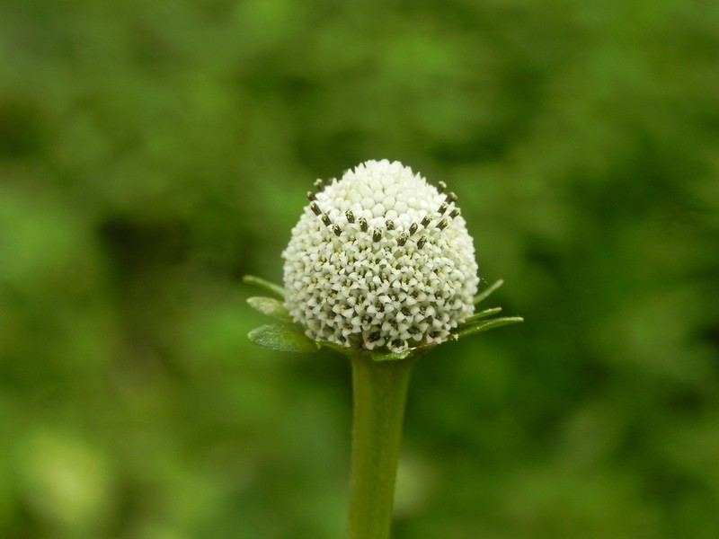 Acmella sodiroi photo 6