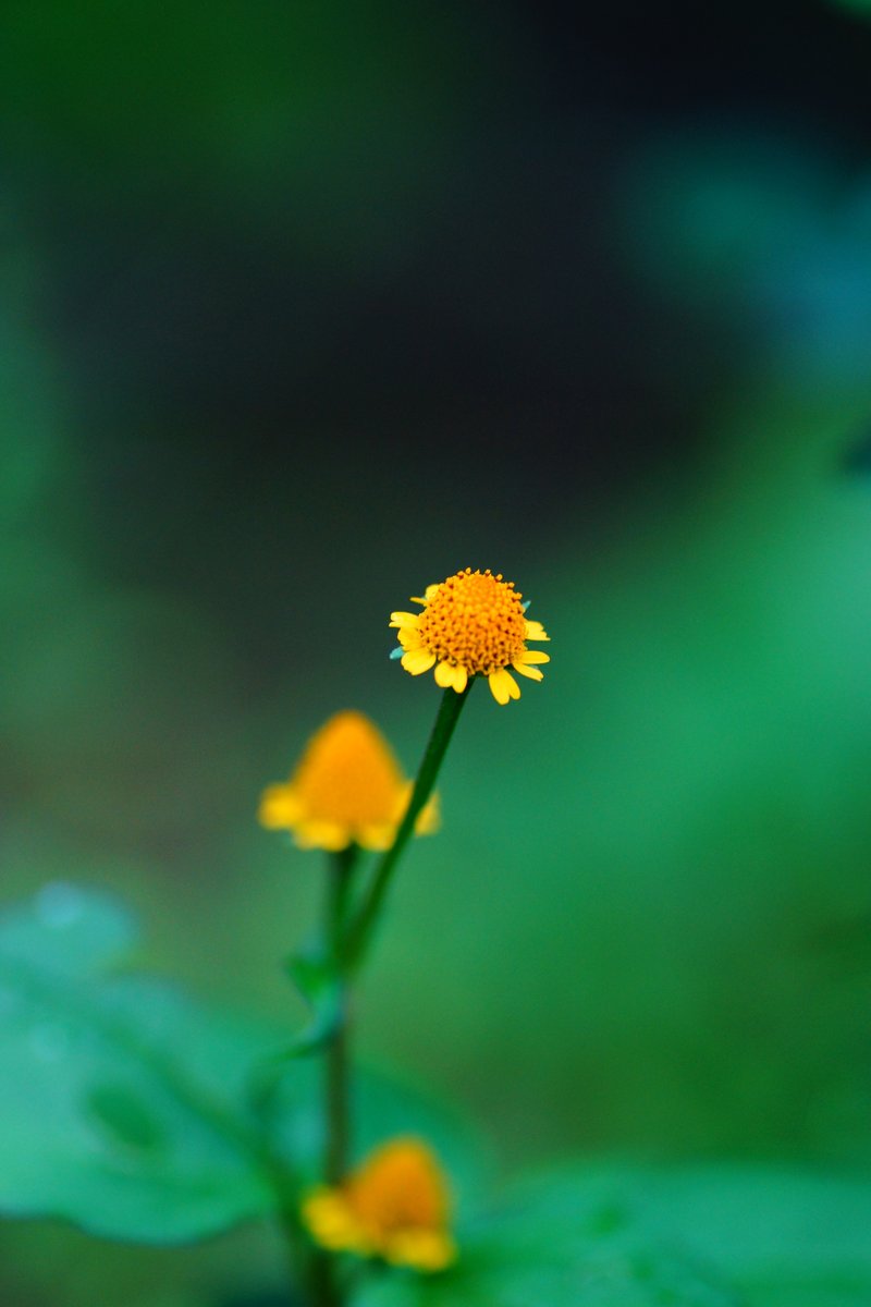 Acmella uliginosa
