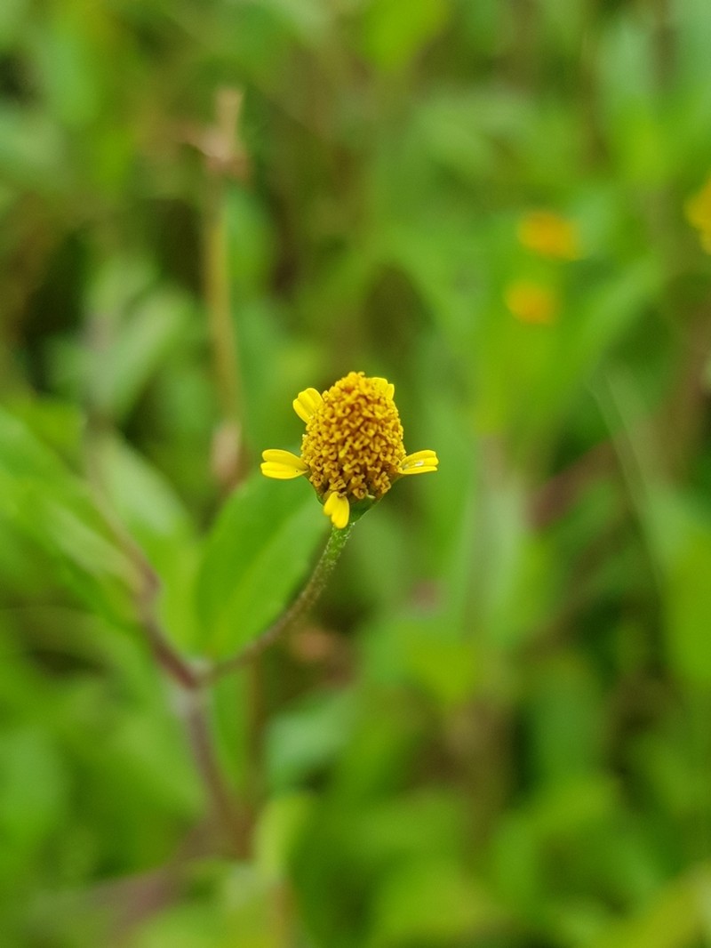 Acmella uliginosa photo 2
