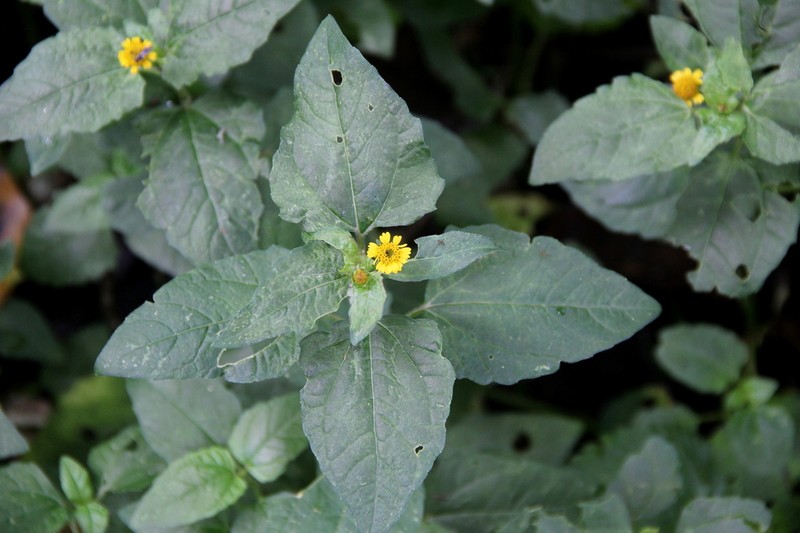 Acmella uliginosa photo 3