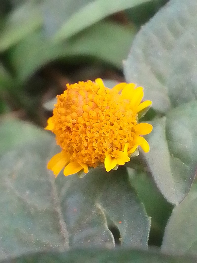 Acmella uliginosa photo 4