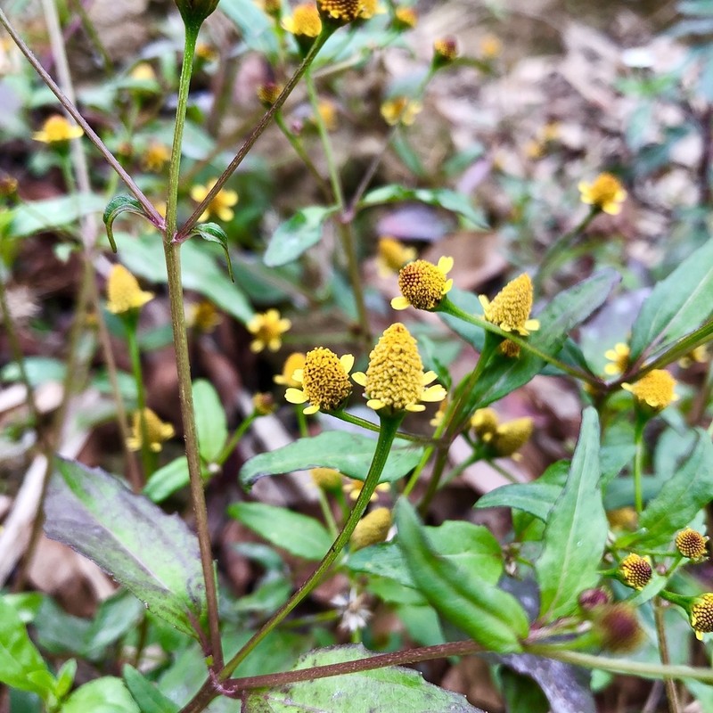 Acmella uliginosa photo 5